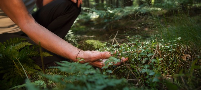 Experience the forest while bathing in the forest (Shinrin Yoku) with all her senses. A 50 year old woman is tasting wild herbs in the forest. The sun shines through the leaves. Atmospheric.