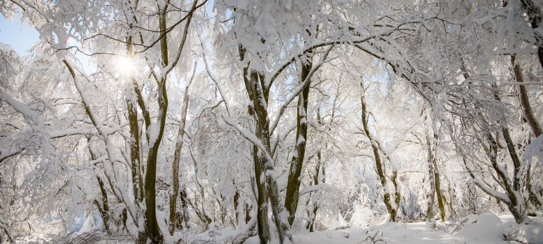 Dreamy winter forest landscape on mount Altkönig in Taunus, Hesse, Germany