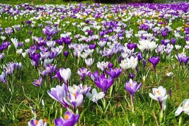 Krokusse auf einer Wiese Krokusse auf einer Wiese